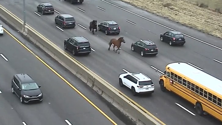 Two Horses Gallop Freely on Cleveland Freeway After Escaping from Secure