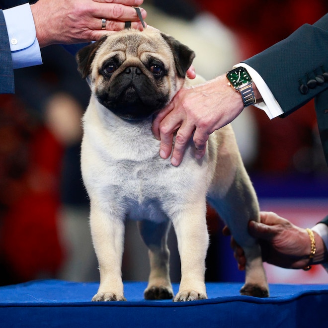 2024 National Dog Show: How Winner Vito the Pug Made History