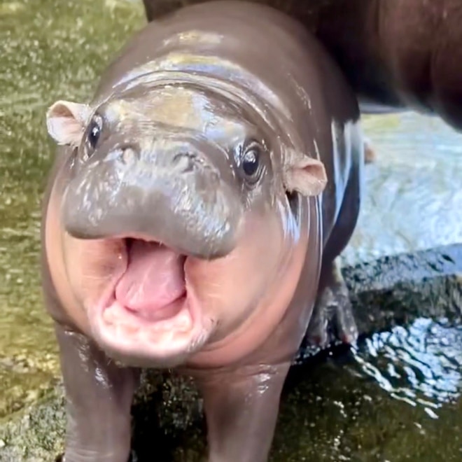 Move Over Moo Deng: Virginia Zoo Welcomes Newborn Hippo