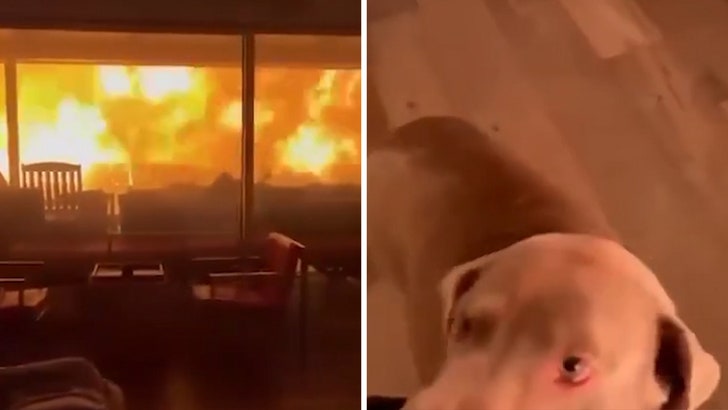 Terrifying Video Exhibits Individuals and Canine Trapped Inside Residence With Fires Raging